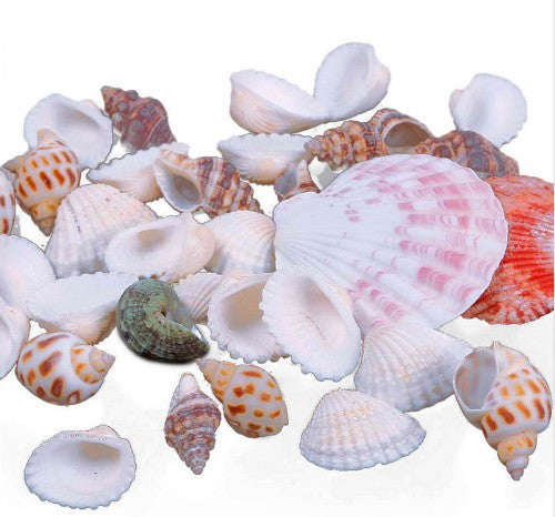 Beautiful Approx 100g Beach Mixed SeaShells